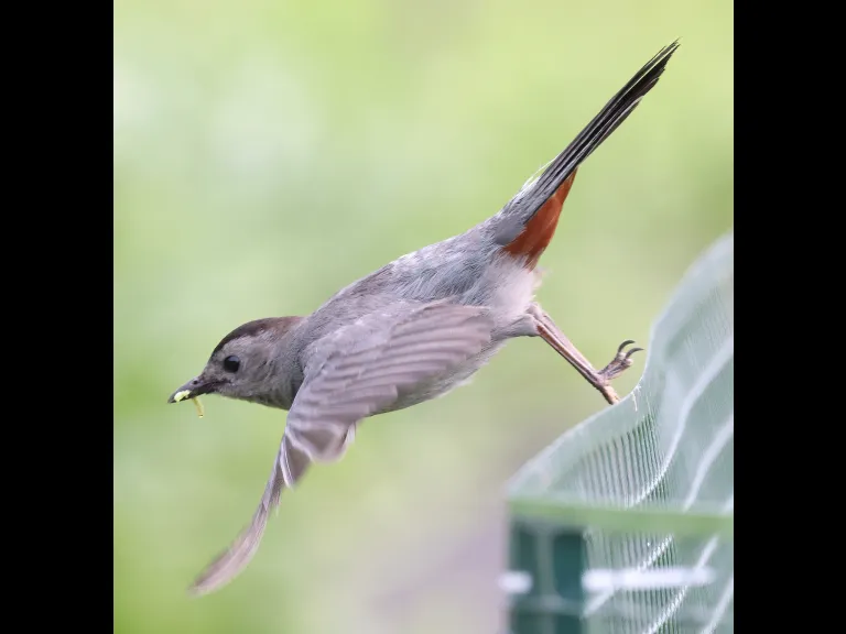 A gray catbird at Breakneck Hill Conservation Land in Southborough, photographed by Steve Forman.