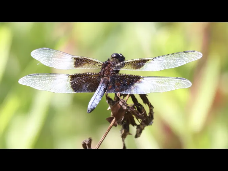 A widow skimmer at Hager Pond in Marlborough, photographed by Steve Forman. A widow skimmer at Hager Pond in Marlborough, photographed by Steve Forman.