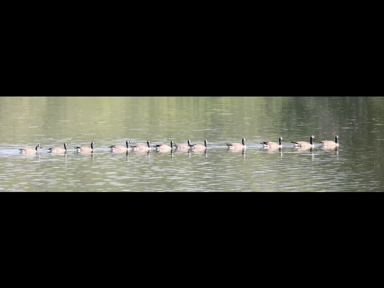 Canada geese at Hager Pond in Marlborough, photographed by Steve Forman. Canada geese at Hager Pond in Marlborough, photographed by Steve Forman.