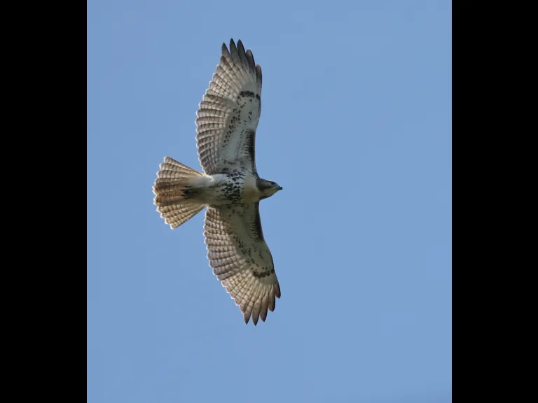 A red-tailed hawk in Sudbury, photographed by Curtis Heisey.