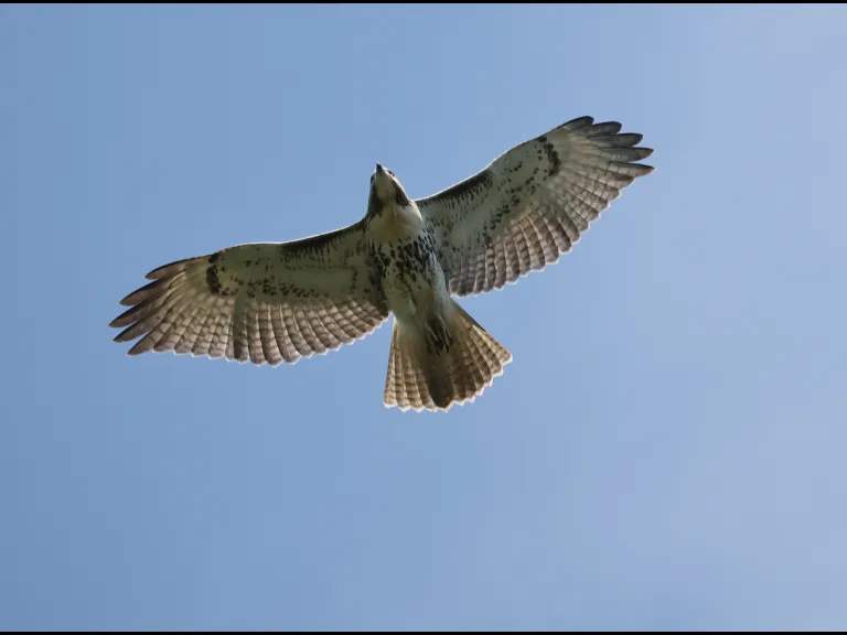 A red-tailed hawk in Sudbury, photographed by Curtis Heisey.