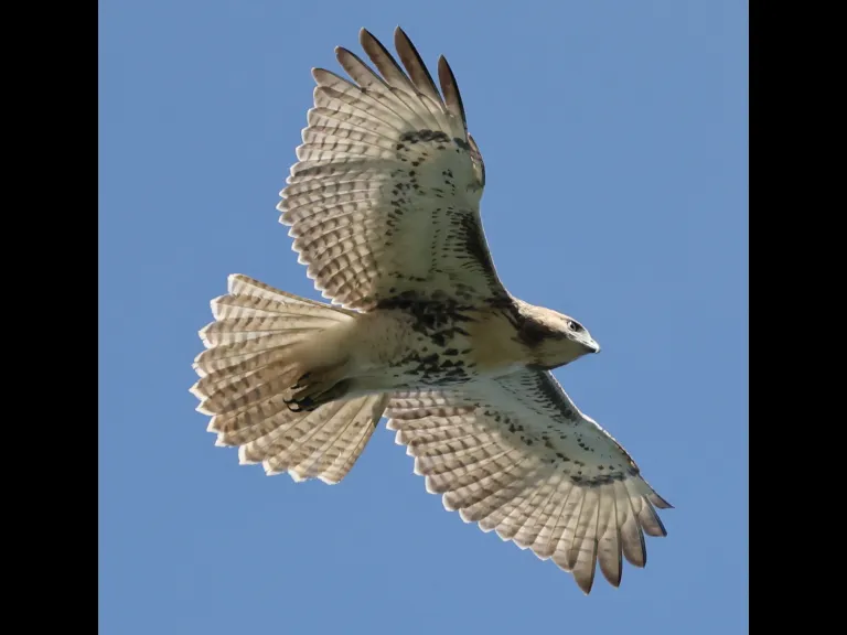 A red-tailed hawk in Sudbury, photographed by Curtis Heisey.