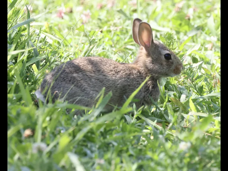A cotton-tailed rabbit at Breakneck Hill Conservation Land in Southborough, photographed by Steve Forman.