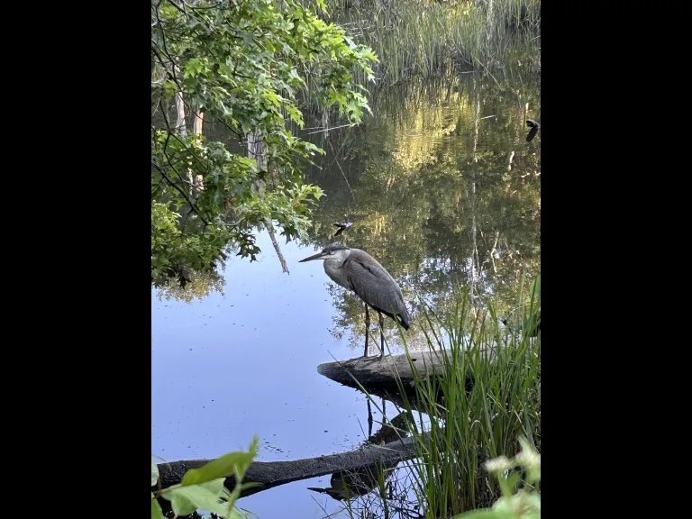A great blue heron at Willman Wetlands in Southborough, photographed by Debbie Costine.