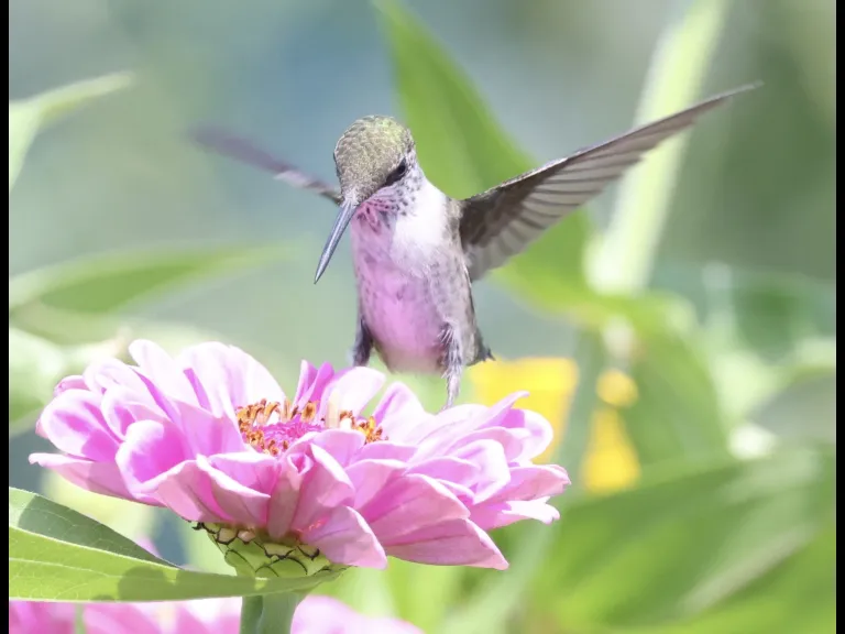A ruby-throated hummingbird at Breakneck Hill Conservation Land in Southborough, photographed by Steve Forman.