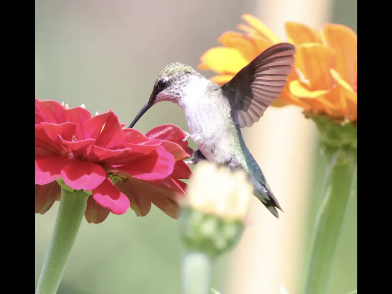 A ruby-throated hummingbird at Breakneck Hill Conservation Land in Southborough, photographed by Steve Forman.