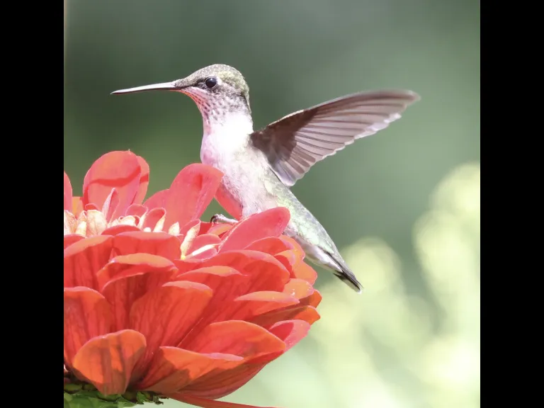 A ruby-throated hummingbird at Breakneck Hill Conservation Land in Southborough, photographed by Steve Forman.