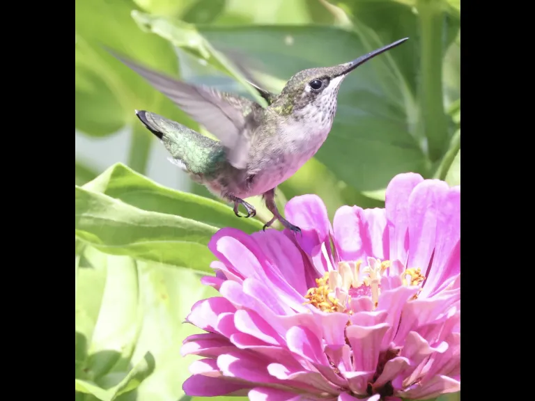 A ruby-throated hummingbird at Breakneck Hill Conservation Land in Southborough, photographed by Steve Forman.