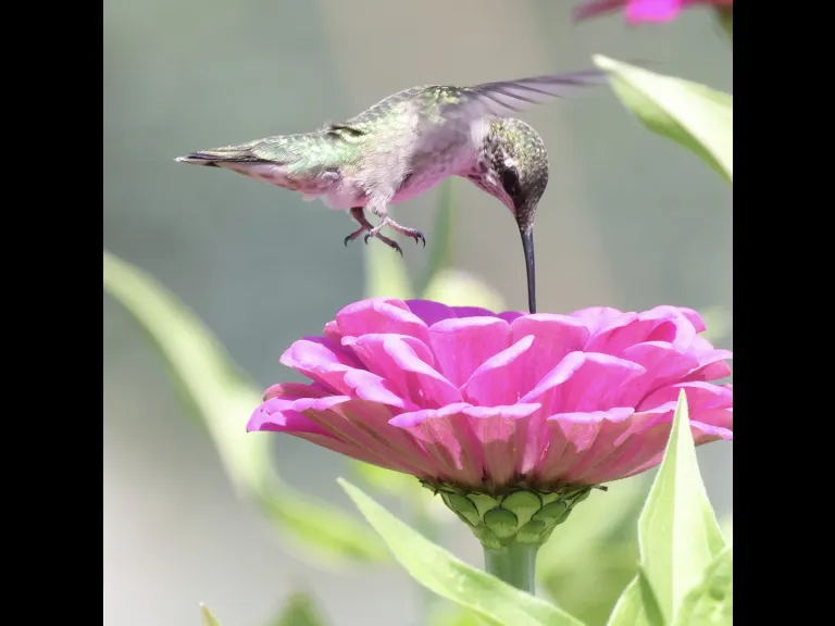 A ruby-throated hummingbird at Breakneck Hill Conservation Land in Southborough, photographed by Steve Forman.