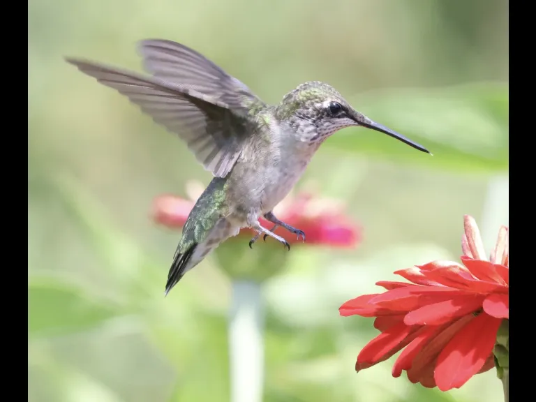 A ruby-throated hummingbird at Breakneck Hill Conservation Land in Southborough, photographed by Steve Forman.