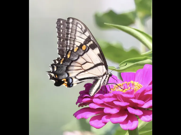 An eastern tiger swallowtail butterfly at Breakneck Hill Conservation Land in Southborough, photographed by Steve Forman.