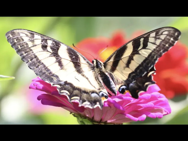 An eastern tiger swallowtail butterfly at Breakneck Hill Conservation Land in Southborough, photographed by Steve Forman.