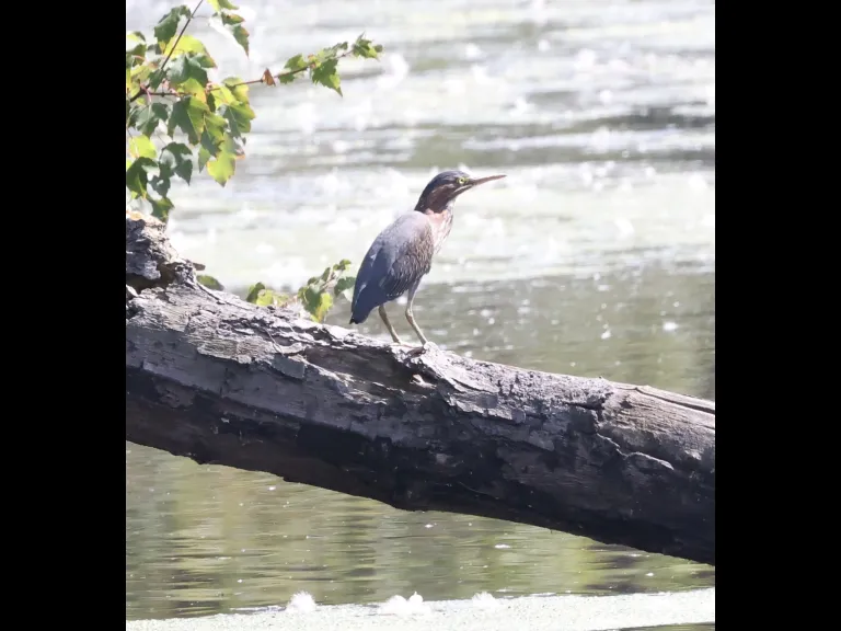 A green heron at Hager Pond in Marlborough, photographed by Steve Forman. A green heron at Hager Pond in Marlborough, photographed by Steve Forman.