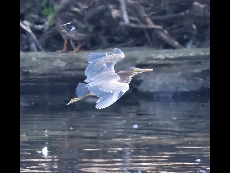 A green heron at Hager Pond in Marlborough, photographed by Steve Forman. A green heron at Hager Pond in Marlborough, photographed by Steve Forman.