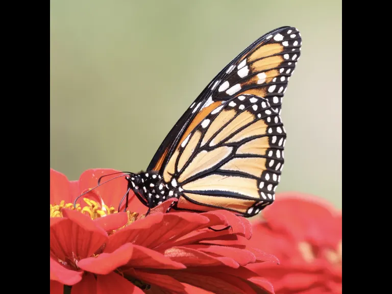 A monarch butterfly at Breakneck Hill Conservation Land in Southborough, photographed by Steve Forman.