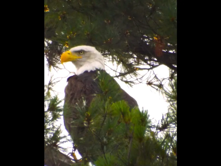 A bald eagle at Bare Hill Pond in Harvard, photographed by Robin Right.