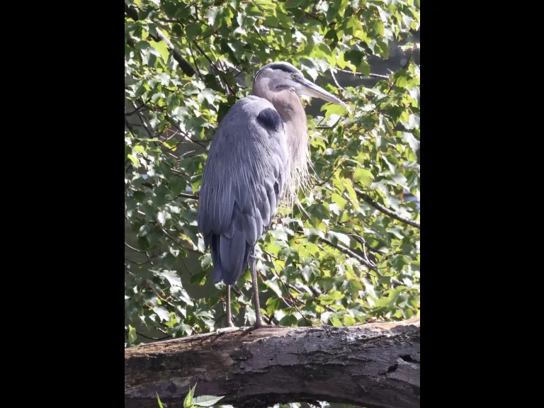 A great blue heron at Hager Pond in Marlborough, photographed by Steve Forman. A great blue heron at Hager Pond in Marlborough, photographed by Steve Forman.