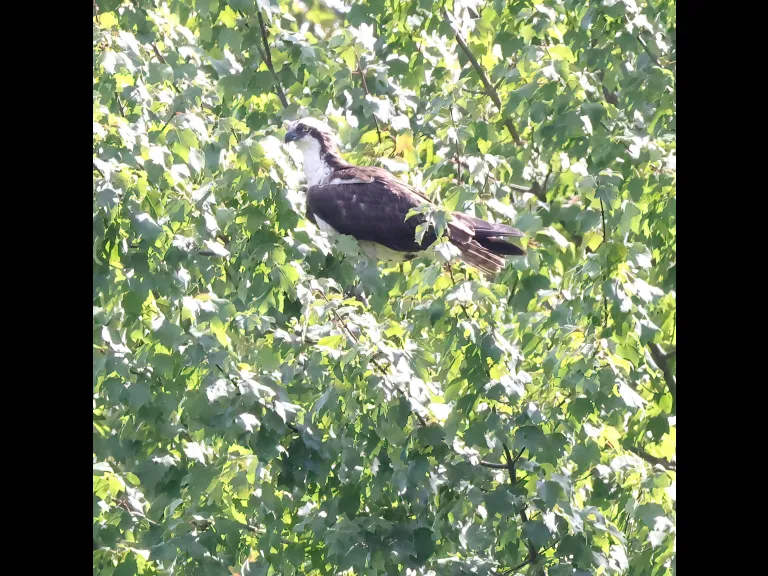 An osprey at Hager Pond in Marlborough, photographed by Steve Forman. An osprey at Hager Pond in Marlborough, photographed by Steve Forman.