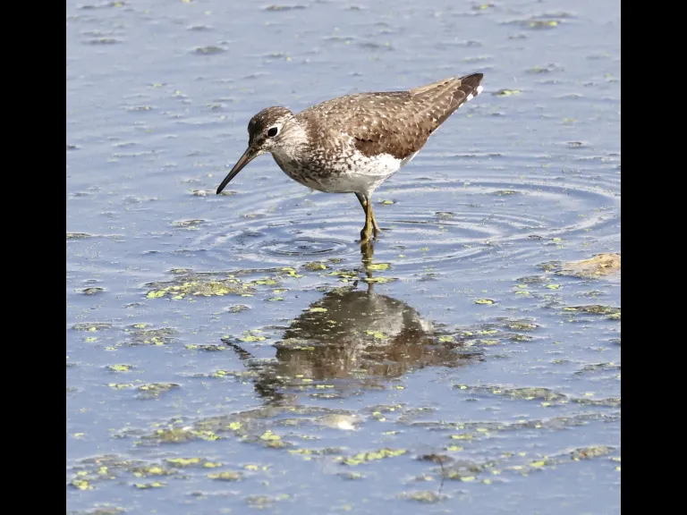 A solitary sandpiper at Hager Pond in Marlborough, photographed by Steve Forman. A solitary sandpiper at Hager Pond in Marlborough, photographed by Steve Forman.