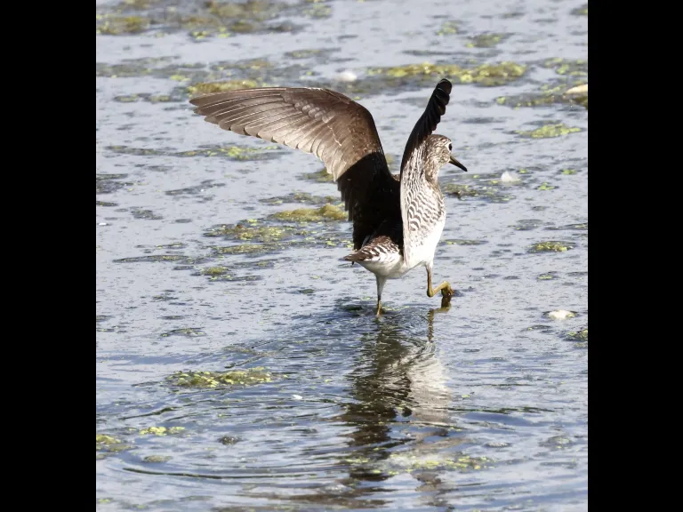 A solitary sandpiper in Marlborough, photographed by Steve Forman. A solitary sandpiper in Marlborough, photographed by Steve Forman.