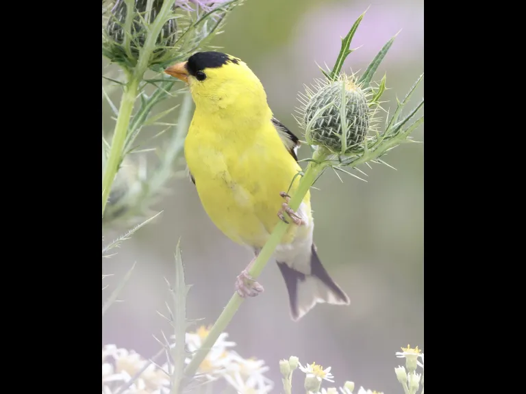 An American goldfinch at Breakneck Hill Conservation Land in Southborough, photographed by Steve Forman.