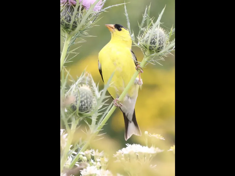 An American goldfinch at Breakneck Hill Conservation Land in Southborough, photographed by Steve Forman.