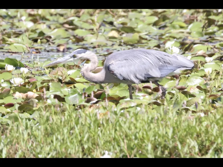 A great blue heron at Breakneck Hill Conservation Land in Southborough, photographed by Steve Forman.