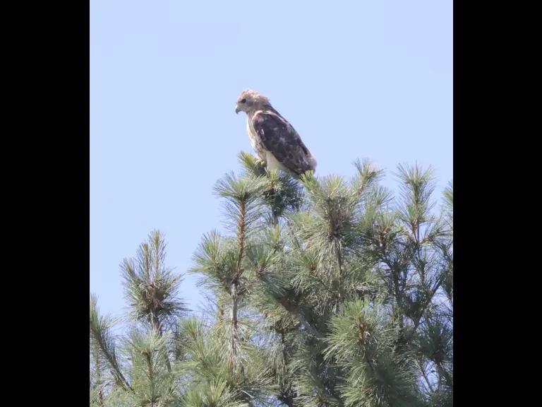 A red-tailed hawk at Breakneck Hill Conservation Land in Southborough, photographed by Steve Forman.