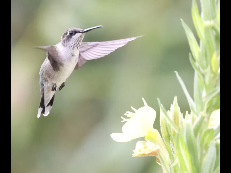 A ruby-throated hummingbird at Breakneck Hill Conservation Land in Southborough, photographed by Steve Forman.