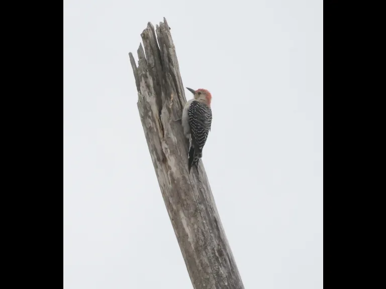 A red-bellied woodpecker at Breakneck Hill Conservation Land in Southborough, photographed by Steve Forman.