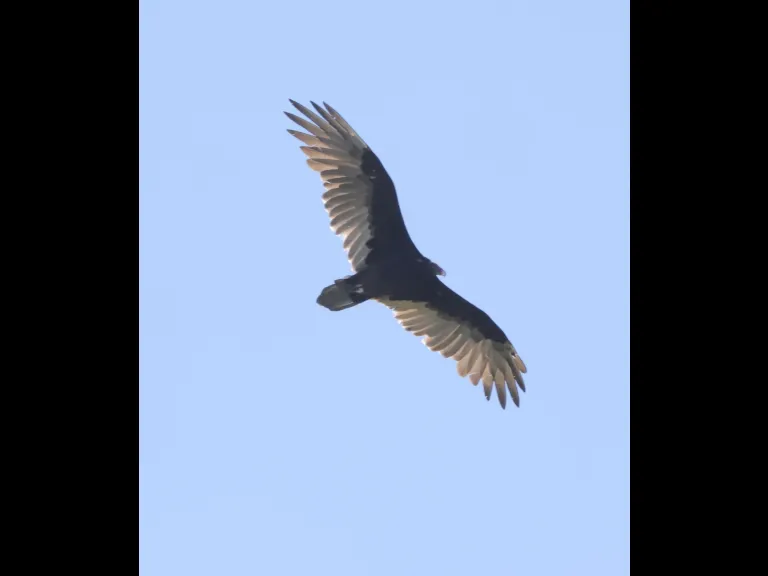 A turkey vulture at Breakneck Hill Conservation Land in Southborough, photographed by Steve Forman.