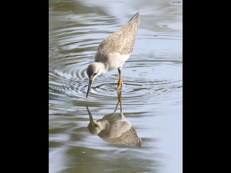 A lesser yellowlegs at Hager Pond in Marlborough, photographed by Steve Forman. A lesser yellowlegs at Hager Pond in Marlborough, photographed by Steve Forman.