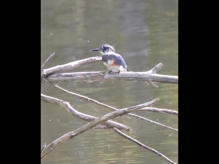 A belted kingfisher at Hager Pond in Marlborough, photographed by Steve Forman. A belted kingfisher at Hager Pond in Marlborough, photographed by Steve Forman.