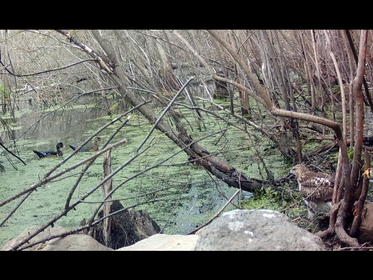 A red-tailed hawk watches a pair of wood ducks in Framingham, photographed with an automatically triggered wildlife camera by Margaret McKane. A red-tailed hawk watches a pair of wood ducks in Framingham, photographed with an automatically triggered wildlife camera by Margaret McKane.
