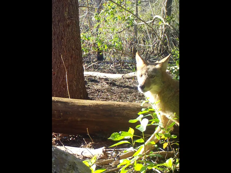 A coyote in Framingham, photographed with an automatically triggered wildlife camera by Margaret McKane. A coyote in Framingham, photographed with an automatically triggered wildlife camera by Margaret McKane.