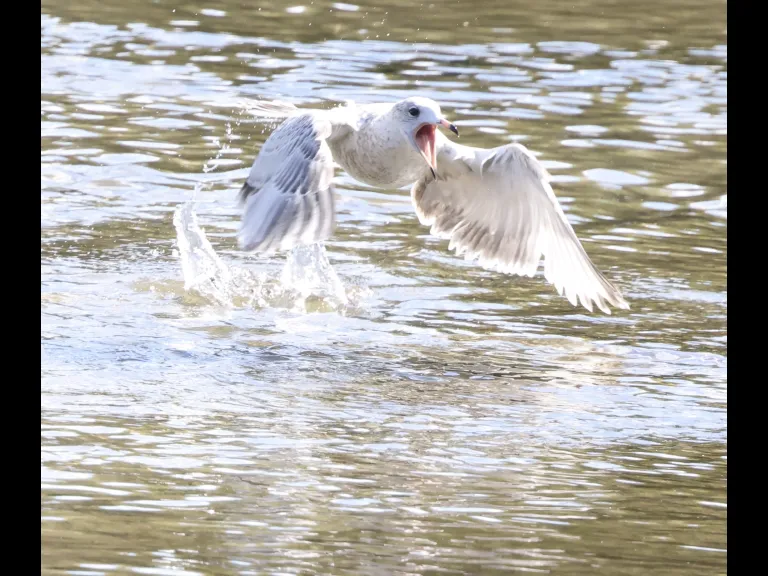 A ring-billed gull at Hager Pond in Marlborough, photographed by Steve Forman. A ring-billed gull at Hager Pond in Marlborough, photographed by Steve Forman.