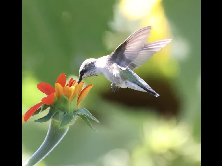 A ruby-throated hummingbird at Breakneck Hill Conservation Land in Southborough, photographed by Steve Forman.
