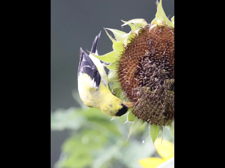 An American goldfinch at Breakneck Hill Conservation Land in Southborough, photographed by Steve Forman.