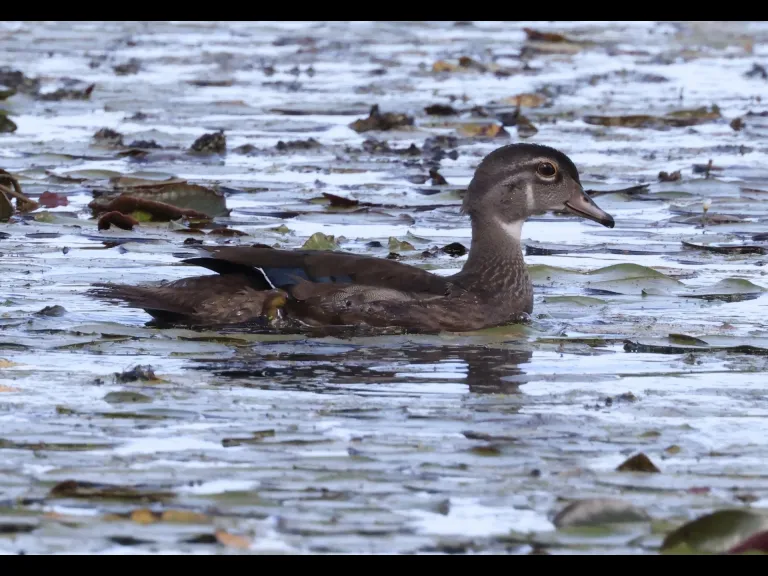 A wood duck at Bartlett Pond in Northborough, photographed by Steve Forman.