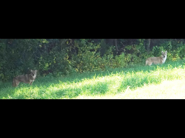 Coyotes at Mass Audubon's Drumlin Farm Wildlife Sanctuary in Lincoln, photographed by Ron McAdow.