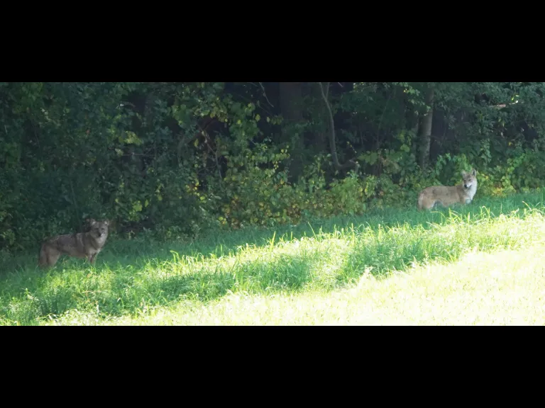 Coyotes at Mass Audubon's Drumlin Farm Wildlife Sanctuary in Lincoln, photographed by Ron McAdow.