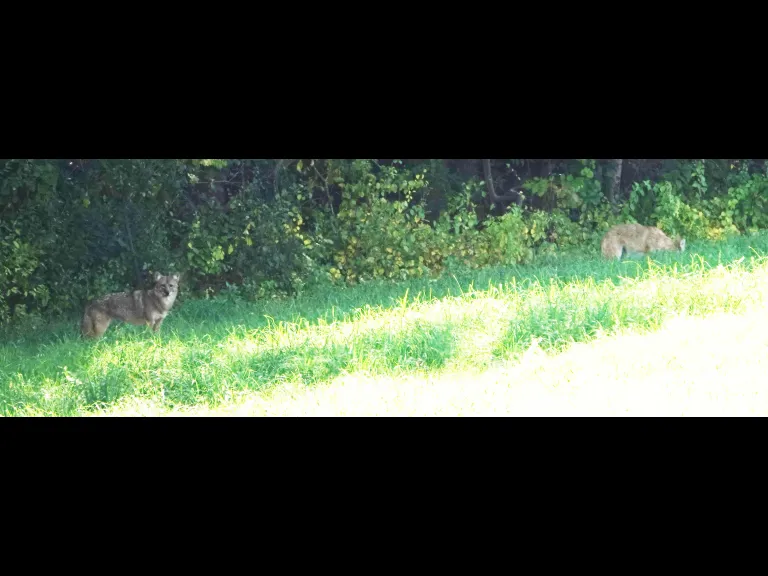 Coyotes at Mass Audubon's Drumlin Farm Wildlife Sanctuary in Lincoln, photographed by Ron McAdow.