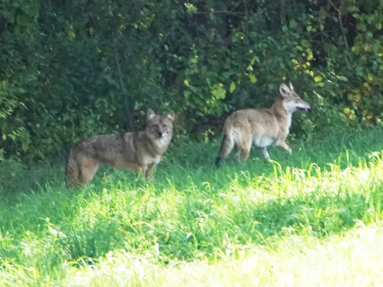 Coyotes at Mass Audubon's Drumlin Farm Wildlife Sanctuary in Lincoln, photographed by Ron McAdow.