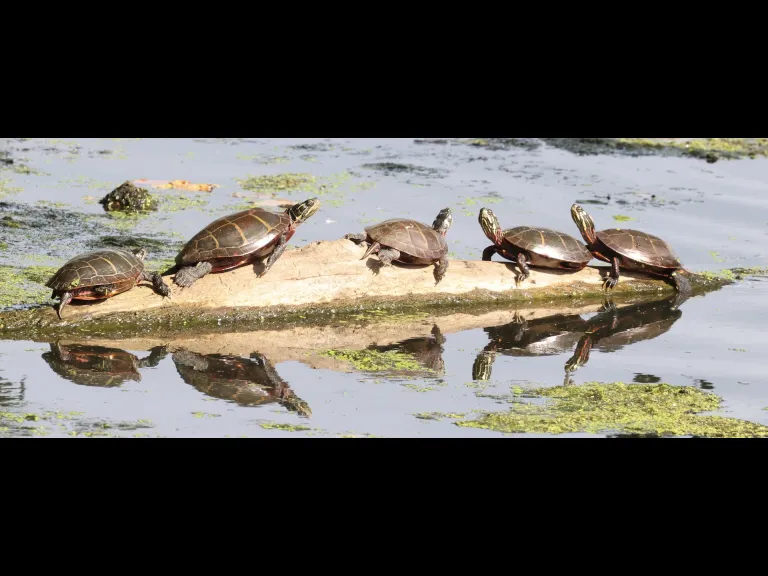 Painted turtles at Hager Pond in Marlborough, photographed by Steve Forman. Painted turtles at Hager Pond in Marlborough, photographed by Steve Forman.