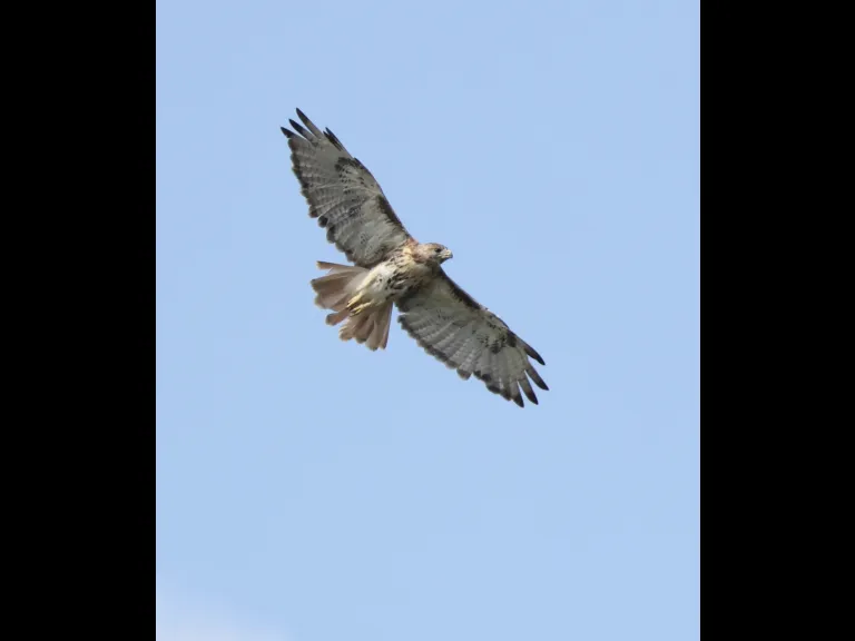 A red-tailed hawk at Breakneck Hill Conservation Land in Southborough, photographed by Steve Forman.