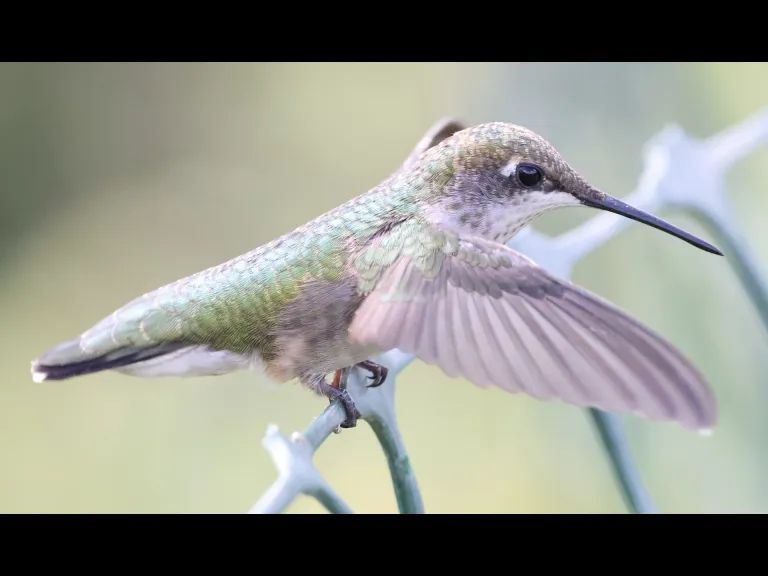 A ruby-throated hummingbird at Breakneck Hill Conservation Land in Southborough, photographed by Steve Forman.