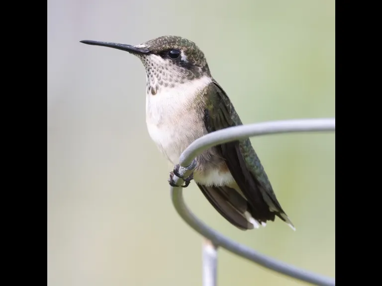 A ruby-throated hummingbird at Breakneck Hill Conservation Land in Southborough, photographed by Steve Forman.