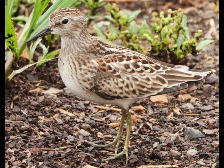A least sandpiper at Mass Audubon's Drumlin Farm Wildlife Sanctuary in Lincoln, photographed by Ron McAdow.