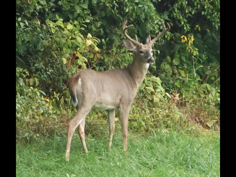 A white-tailed deer at Mass Audubon's Drumlin Farm Wildlife Sanctuary in Lincoln, photographed by Ron McAdow.