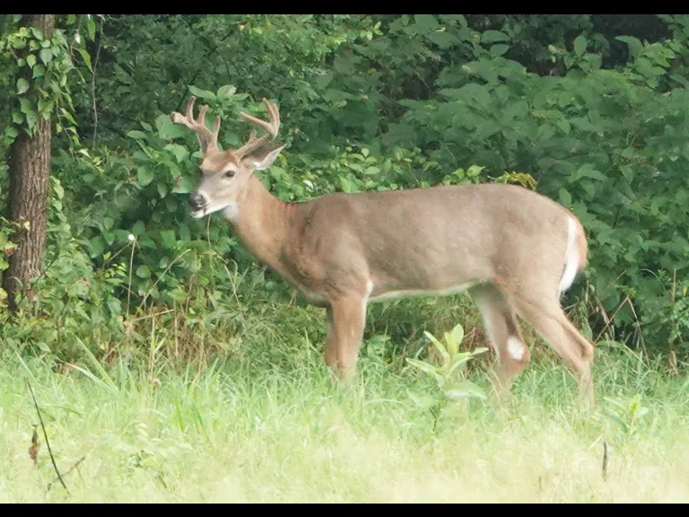 A white-tailed deer at Mass Audubon's Drumlin Farm Wildlife Sanctuary in Lincoln, photographed by Ron McAdow.